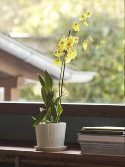 HAY Botanical Family Ruukku Ja Lautanen, M, Luonnonvalkoinen -Fatboy Emu Kauppa Botanical Family M off white