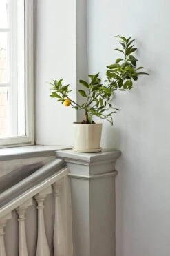 HAY Botanical Family Ruukku Ja Lautanen, XL, Luonnonvalkoinen -Fatboy Emu Kauppa Botanical Family off white 1