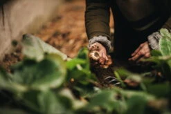 Fiskars Xact Pikkuharava -Fatboy Emu Kauppa Fiskars Garden Action Xact Hand rake 1027044