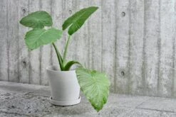 HAY Flowerpot Ruukku Ja Lautanen XL, Harmaa -Fatboy Emu Kauppa Flower Pot grey