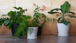 HAY Flowerpot Ruukku Ja Lautanen XXL, Harmaa -Fatboy Emu Kauppa Flowerpot XXL XXXL