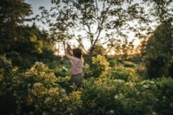 Fiskars X-Series Oksasakset L, P961 -Fatboy Emu Kauppa Gardening Action X Series Pruner Bypass P961 1057175 06