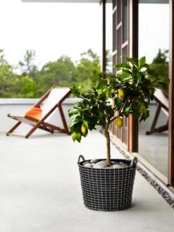 Korbo Istutuspussi 24, 3 Kpl -Fatboy Emu Kauppa korno Classic 24 planting bag tree